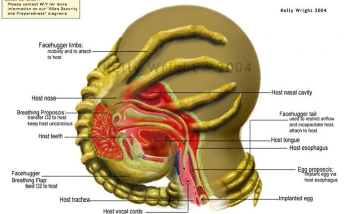 Diagram implantacji przez Twarzołapa