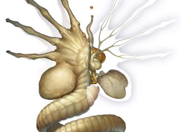 Twarzołap - budowa wewnętrzna