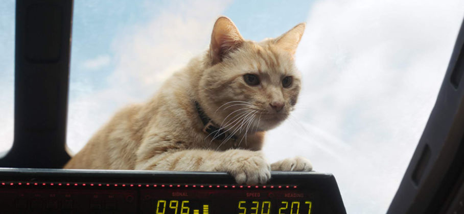 Kot Flerken w Kapitan Marvel 2019